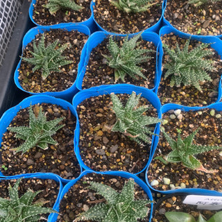 多肉植物　アロエ　ハオルチア