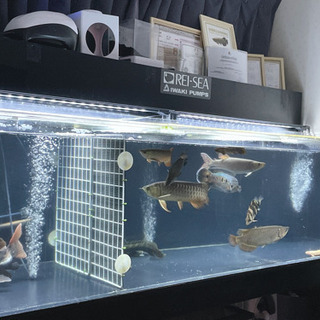 大型魚 古代魚
