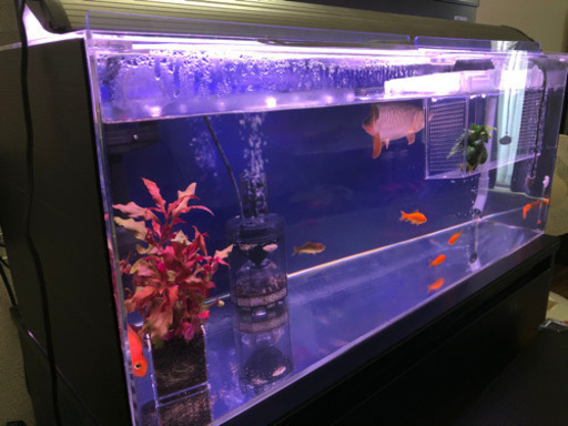 【確約済】アクリル水槽