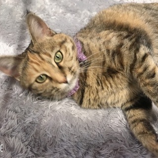 可愛いです