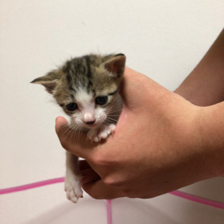 一旦停止します！子猫約1ヶ月　男の子