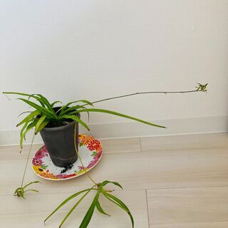 ((´∀｀))ｹﾗｹﾗ観葉植物♥緑♥小さな幸せ★★の画像