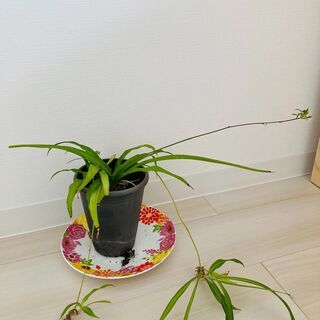 ((´∀｀))ｹﾗｹﾗ観葉植物♥緑♥小さな幸せ★★の画像