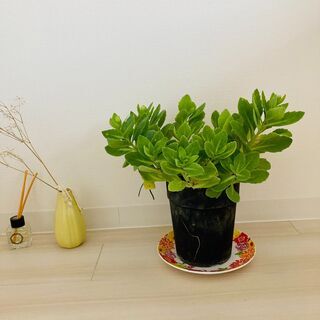 ((´∀｀))ｹﾗｹﾗ★★小さな緑★