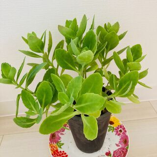 ((´∀｀))ｹﾗｹﾗ★★小さな緑★の画像