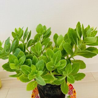 ((´∀｀))ｹﾗｹﾗ★★小さな緑★の画像