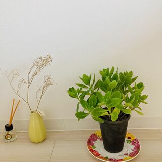 ((´∀｀))ｹﾗｹﾗ★★小さな緑★の画像