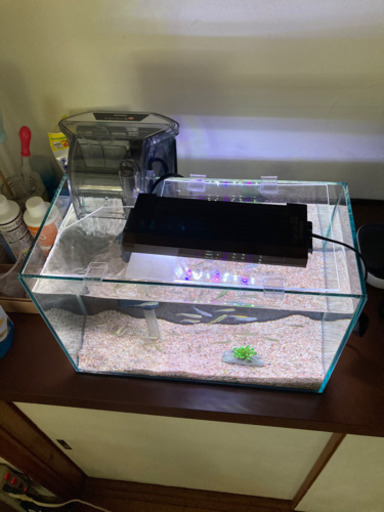 メダカと水槽