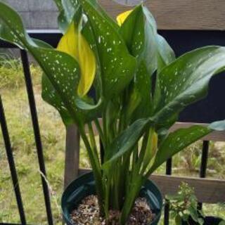 畑地性カラー(黄色) スリット鉢植え
