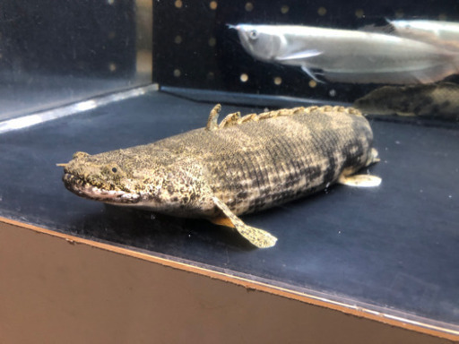ワイルドポリプテルスエンドリケリー約43センチ