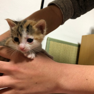 一旦停止します。可愛い子猫5兄妹です！幸せにしてください！
