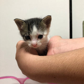 一旦停止します！子猫約1ヶ月　男の子②