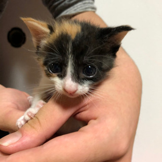 一旦停止します！可愛い子猫5兄妹です！幸せにしてください！