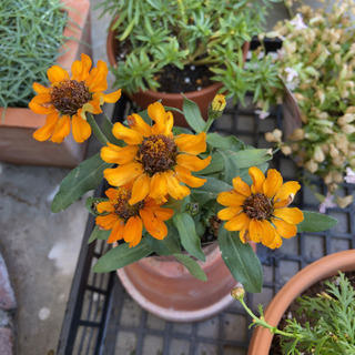 花の苗セット　ガザニア、百日草、鑑賞用イチゴの画像