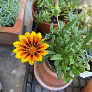 花の苗セット　ガザニア、百日草、鑑賞用イチゴ