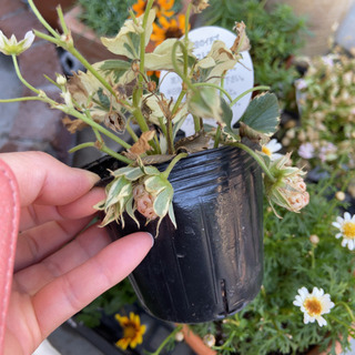 花の苗セット　ガザニア、百日草、鑑賞用イチゴの画像