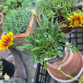 花の苗セット　ガザニア、百日草、鑑賞用イチゴの画像