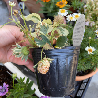 花の苗セット　ガザニア、百日草、鑑賞用イチゴの画像