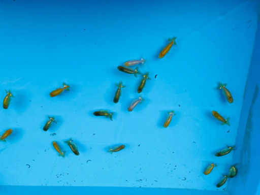 予約！協会系らんちゅう.出目ピンポン.らんちゅう稚魚