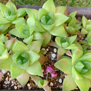 多肉植物　ハオルチア  シンビフォルミス１株100円の画像