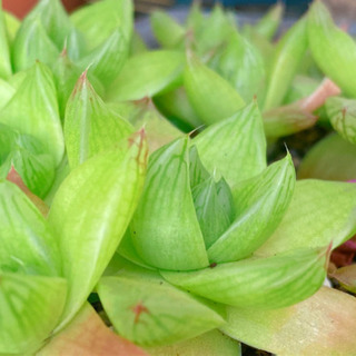 多肉植物　ハオルチア  シンビフォルミス１株100円