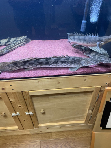 ポリプテルス　アンソルギー　Wild