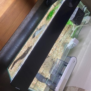 熱帯魚グッピー他、譲ります