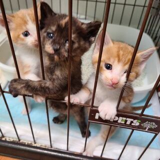 [一旦受付中止]野良母猫不在のため緊急で子猫3匹保護しました。