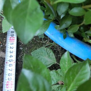 ⭐メダカ用、大量水草ルドウィジア★10本★（水中、土植え、可能）⭐越冬します、秋には少し紅葉します、お渡しは根付き、根なしでビニール袋入れます⭐お願いいたします、プロフィール必読ですの画像