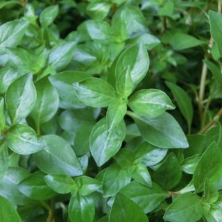 ⭐メダカ用、大量水草ルドウィジア★10本★（水中、土植え、可能）⭐越冬します、秋には少し紅葉します、お渡しは根付き、根なしでビニール袋入れます⭐お願いいたします、プロフィール必読ですの画像