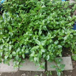 ⭐メダカ用、大量水草ルドウィジア★10本★（水中、土植え、可能）...