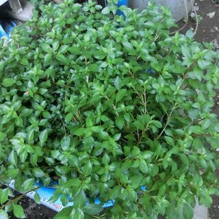 ⭐メダカ用、大量水草ルドウィジア★10本★（水中、土植え、可能）⭐越冬します、秋には少し紅葉します、お渡しは根付き、根なしでビニール袋入れます⭐お願いいたします、プロフィール必読ですの画像