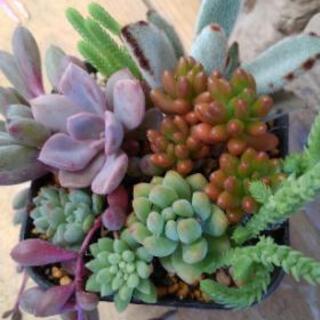 多肉の寄せ植えB　取り引き者決まりました