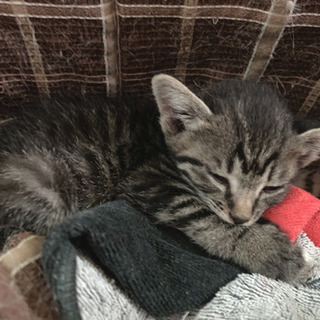 キジトラの子猫♡