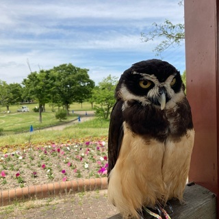 フクロウと散歩