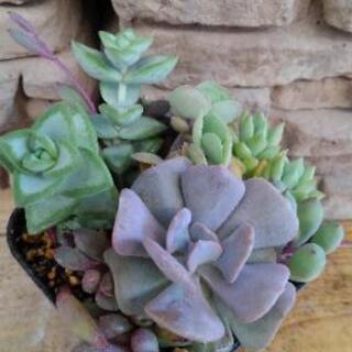 多肉の寄せ植えC