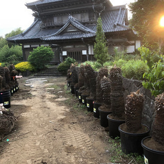 ソテツ原木