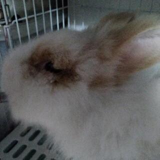 うさぎちゃんを大切に育ててくれる里親さん募集です