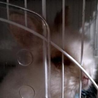 うさぎちゃんを大切に育ててくれる里親さん募集です - その他