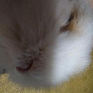 うさぎちゃんを大切に育ててくれる里親さん募集です − 沖縄県
