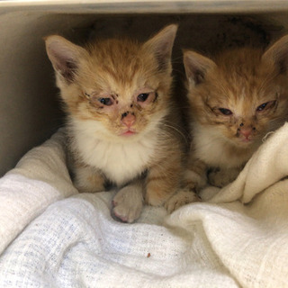 無事引き取り手が見つかりました。ありがとうございます！子猫　里親...