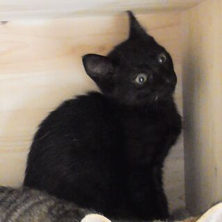 【募集停止】月齢3か月の人懐っこいスマートな黒の子猫　【動画あります】