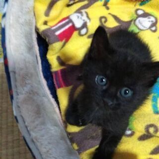 里黒猫君検診済♥人馴れしています