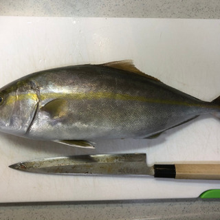 釣り未経験から始める船釣り、タイラバ❗️ジギング❗️ - 志摩市