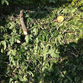 決まりました  桜 剪定した木 薪 木材