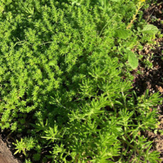 多肉植物売りますの画像