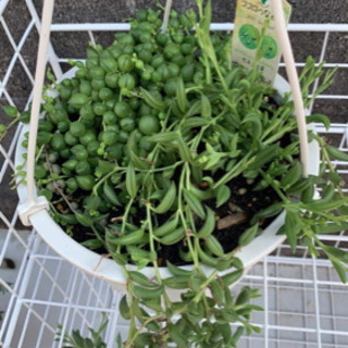 多肉植物売ります
