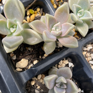 多肉　朧月