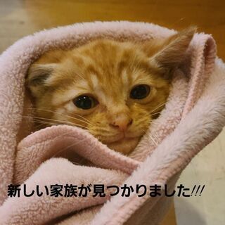 生後2ヶ月の仔猫です。