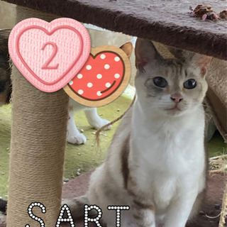 捕獲保護している野良猫ちゃん